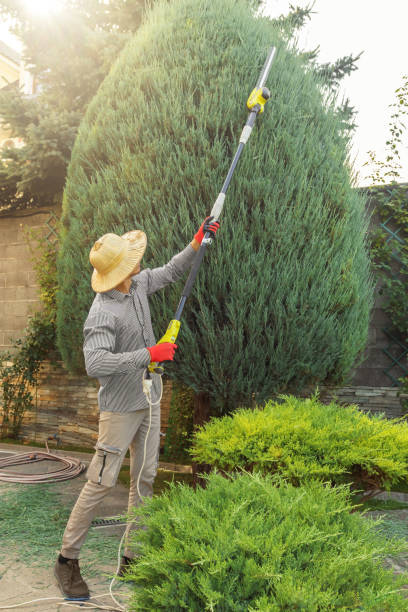 Dead Tree Removal in Fairview, NY